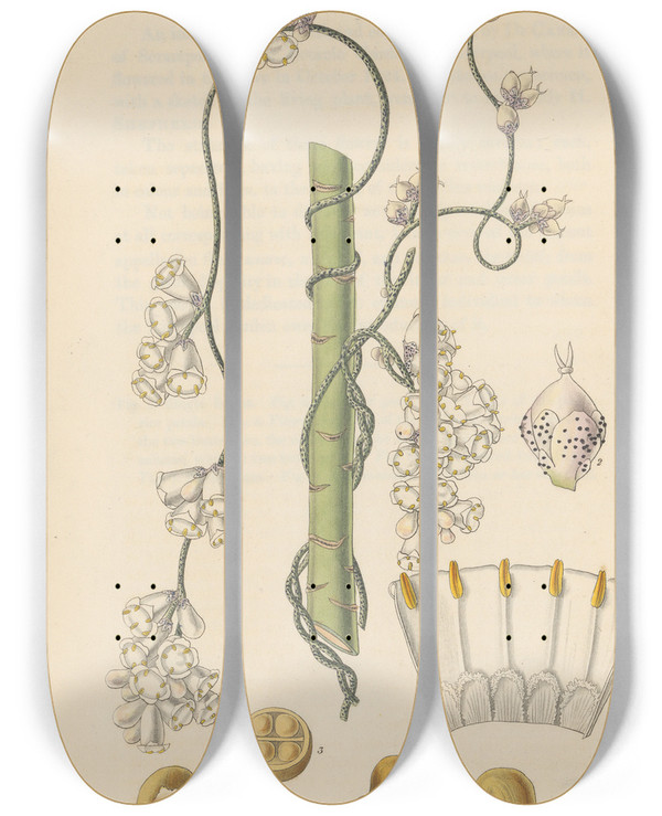 Triptych art skateboard deck of William Jackson Hooker Cuscuta Verrucosa by William Jackson Hooker (1785-1865)