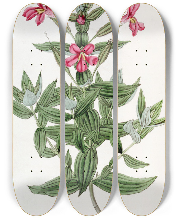Triptych art skateboard deck of Sydenham Edwards Rosy Monkeyflower by Sydenham Edwards (1768-1819)