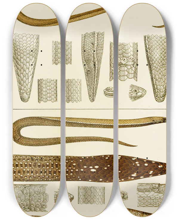 Triptych art skateboard deck of Frederick Mccoy Reptiles V by Frederick Mccoy (1817-1899)