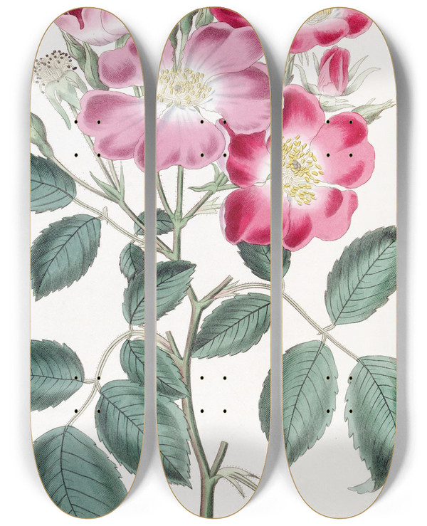 Triptych art skateboard deck of Sydenham Edwards Rose Clare by Sydenham Edwards (1768-1819)