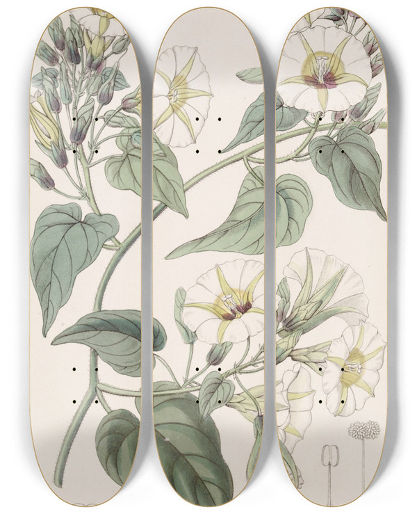 Triptych art skateboard deck of Sydenham Edwards The Whitecluster Ipomaea by Sydenham Edwards (1768-1819)
