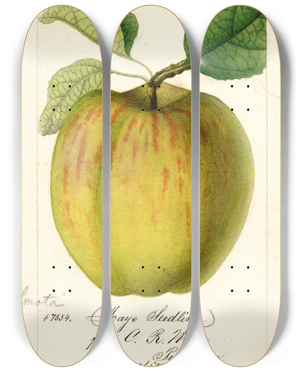 Triptych art skateboard deck of William Henry Prestele Malus Domestica Maye by William Henry Prestele (1838-1895)