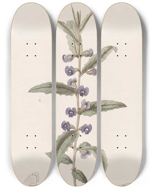 Triptych art skateboard deck of Sydenham Edwards Hollyleaved Hovea by Sydenham Edwards (1768-1819)