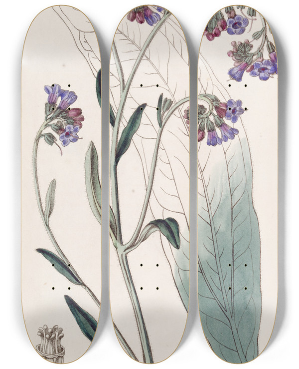 Triptych art skateboard deck of Sydenham Edwards Buglossflowered Houndstongue by Sydenham Edwards (1768-1819)