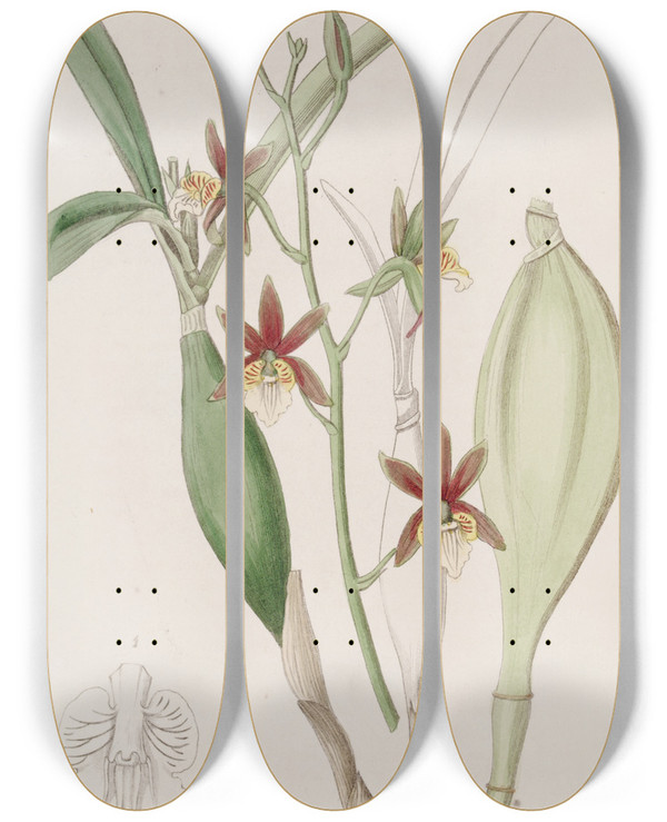 Triptych art skateboard deck of Sydenham Edwards Wingfruited Epidendrum by Sydenham Edwards (1768-1819)