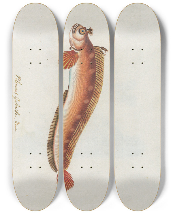 Triptych art skateboard deck of Peder Ascanius Icones Rerum Naturalium Ou Figures Enlumines Dhistoire Naturelle Du Nord Pl19 by Peder Ascanius (1723-1803)