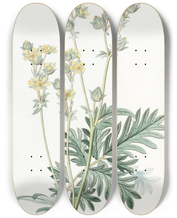 Triptych art skateboard deck of Sydenham Edwards Misssouri Cinquefoil by Sydenham Edwards (1768-1819)