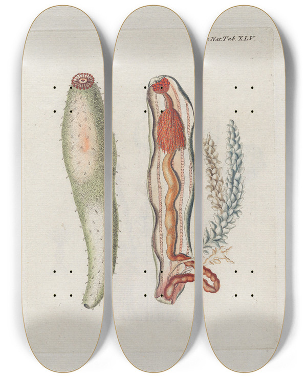 Triptych art skateboard deck of Peder Ascanius Icones Rerum Naturalium Ou Figures Enlumines Dhistoire Naturelle Du Nord Pl45 by Peder Ascanius (1723-1803)