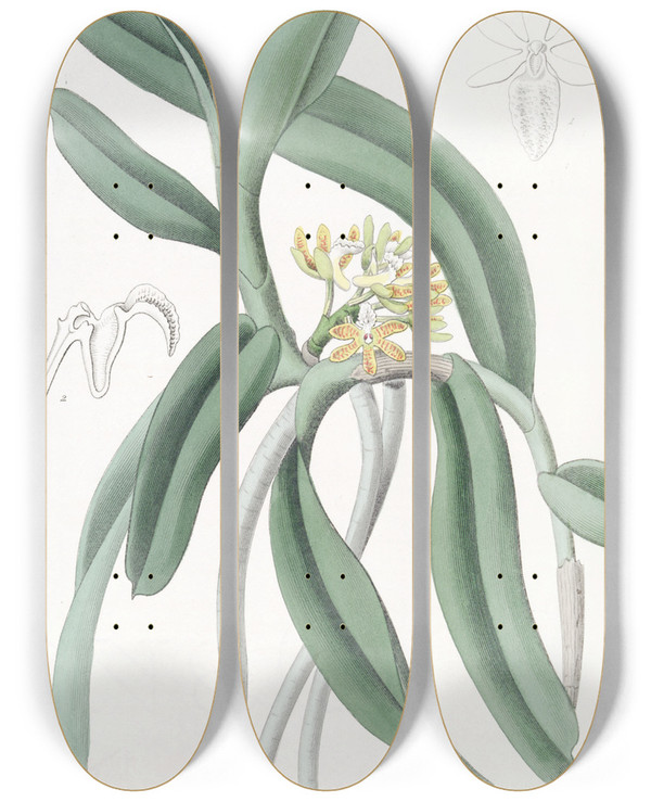 Triptych art skateboard deck of Sydenham Edwards Pimpled Saccolabium by Sydenham Edwards (1768-1819)