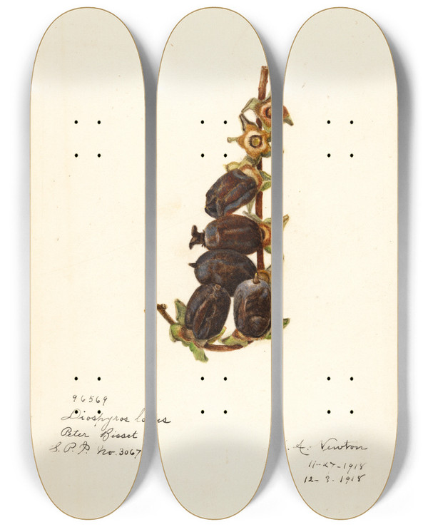 Triptych art skateboard deck of Amanda Almira Newton Diospyros by Amanda Almira Newton (1860-1943)