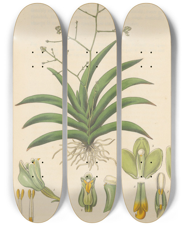 Triptych art skateboard deck of William Jackson Hooker Trizeuxis Falcata by William Jackson Hooker (1785-1865)
