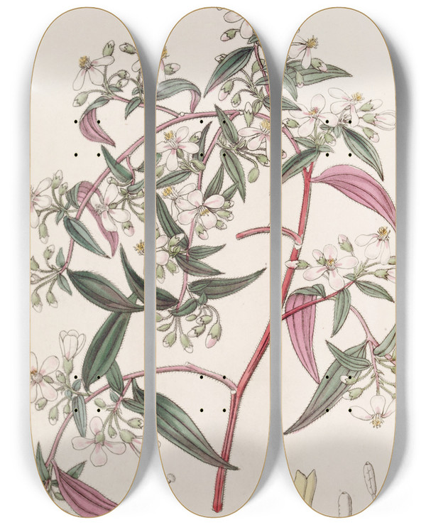 Triptych art skateboard deck of Sydenham Edwards Rosecoloured Centradenia by Sydenham Edwards (1768-1819)