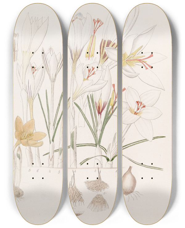 Triptych art skateboard deck of Sydenham Edwards Crocuses_2 by Sydenham Edwards (1768-1819)