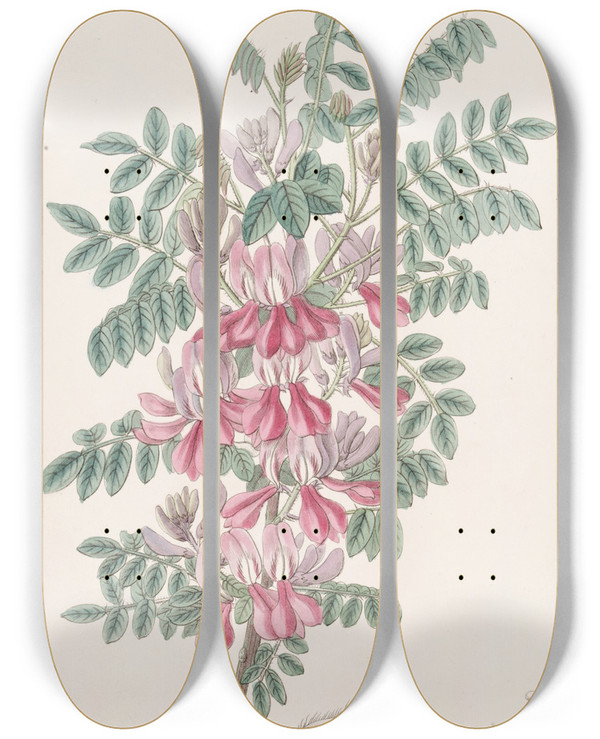 Triptych art skateboard deck of Sydenham Edwards The Dosua Indigo by Sydenham Edwards (1768-1819)
