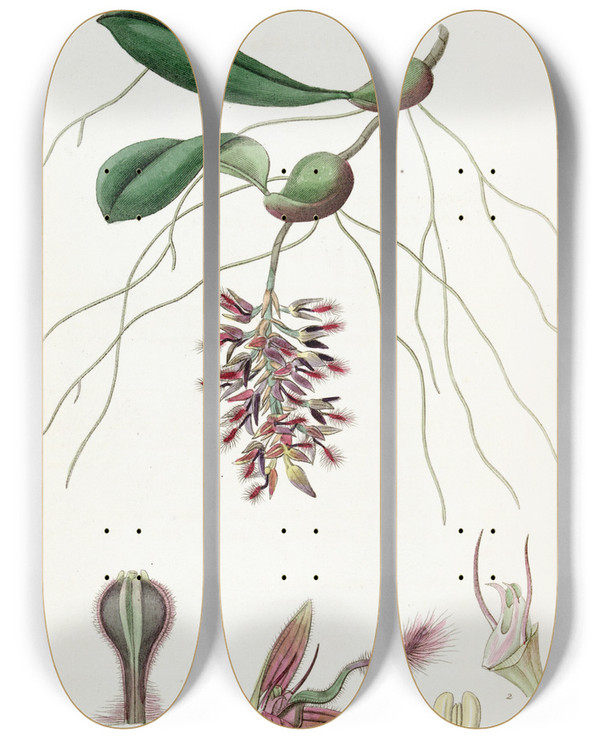 Triptych art skateboard deck of Sydenham Edwards Dancing Bolbophyllum by Sydenham Edwards (1768-1819)