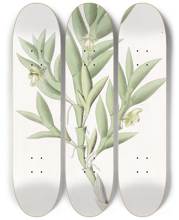 Triptych art skateboard deck of Sydenham Edwards Twoedged Dendrobium by Sydenham Edwards (1768-1819)