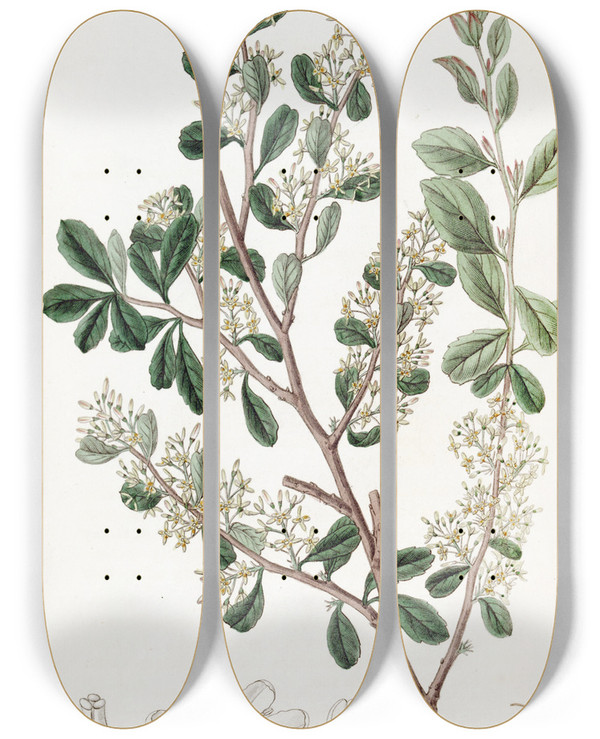Triptych art skateboard deck of Sydenham Edwards Roundleaved Duvaua by Sydenham Edwards (1768-1819)