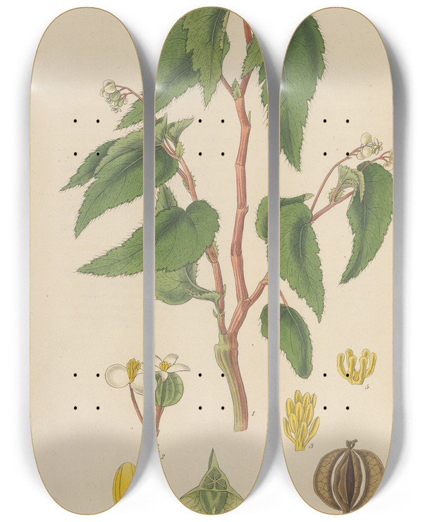Triptych art skateboard deck of William Jackson Hooker Begonia Humilis by William Jackson Hooker (1785-1865)