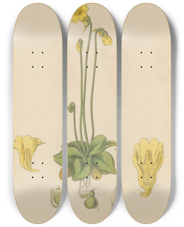 Triptych art skateboard deck of William Jackson Hooker Pinguicula Edentula by William Jackson Hooker (1785-1865)
