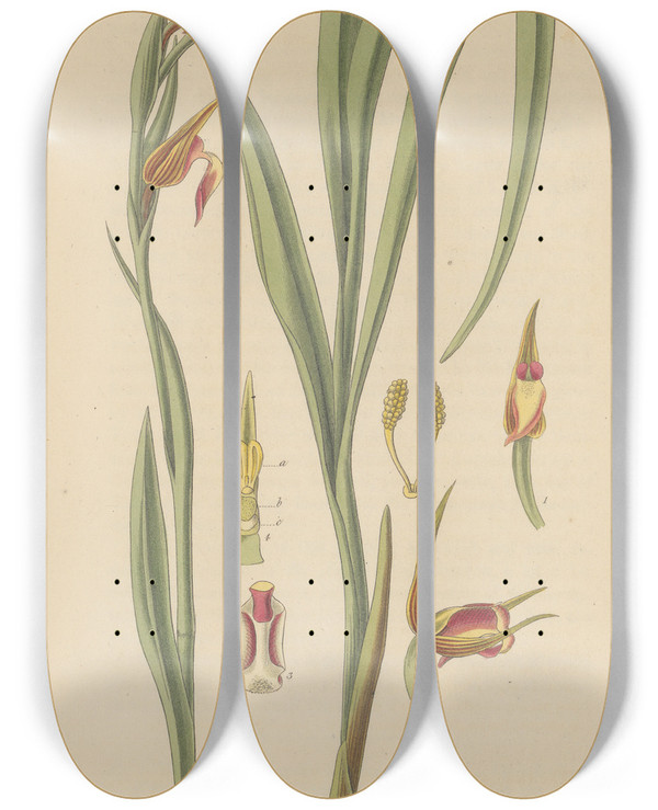 Triptych art skateboard deck of William Jackson Hooker Serapias Lingua by William Jackson Hooker (1785-1865)