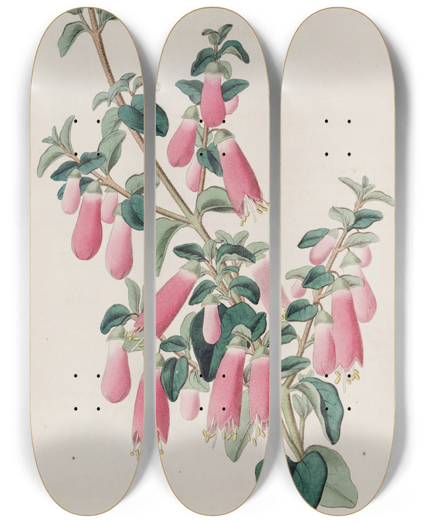 Triptych art skateboard deck of Sydenham Edwards Pretty Correa by Sydenham Edwards (1768-1819)