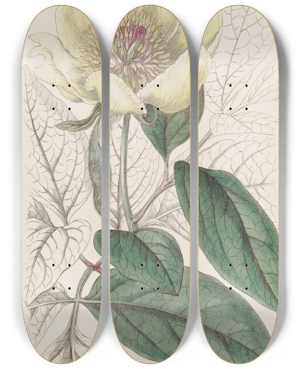 Triptych art skateboard deck of Sydenham Edwards The Yellow Paeony by Sydenham Edwards (1768-1819)
