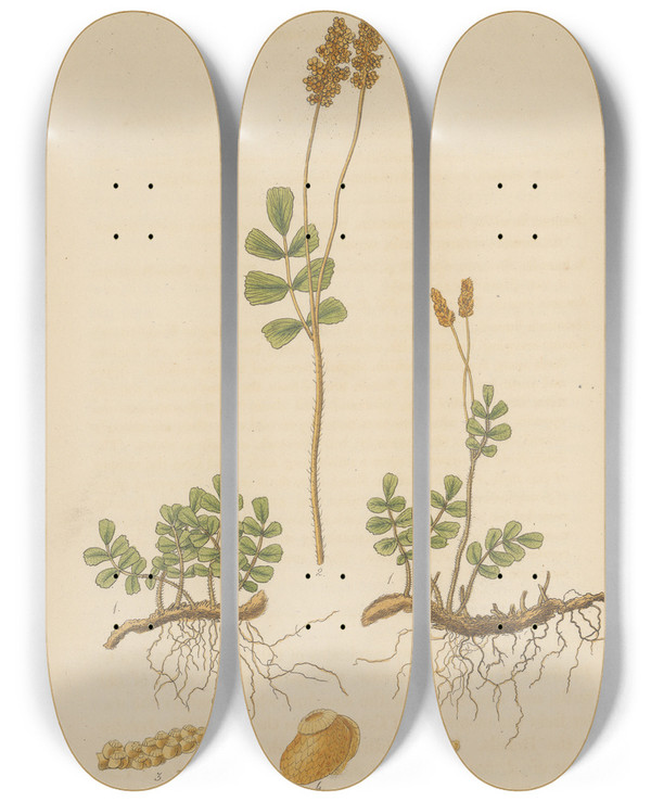 Triptych art skateboard deck of William Jackson Hooker Anemia Humilis by William Jackson Hooker (1785-1865)