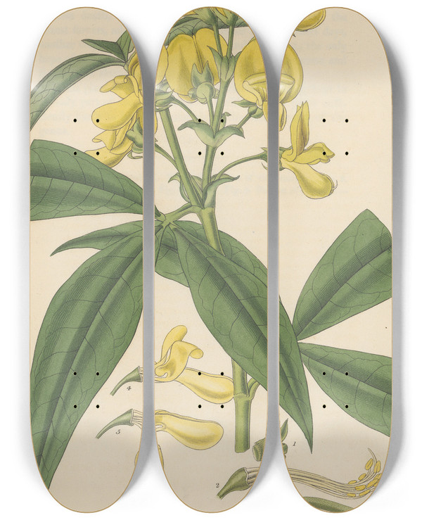 Triptych art skateboard deck of William Jackson Hooker Baptisia Nepalensis by William Jackson Hooker (1785-1865)