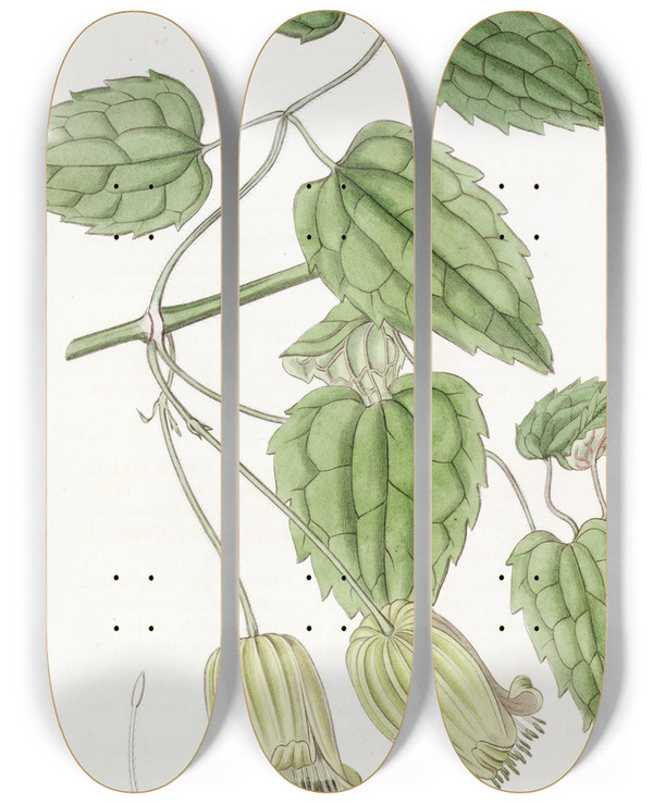 Triptych art skateboard deck of Sydenham Edwards Greenflowered Clematis by Sydenham Edwards (1768-1819)