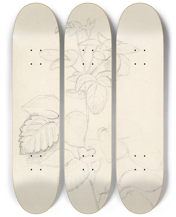 Triptych art skateboard deck of George Richmond Study Of A Plant by George Richmond (1809-1896)