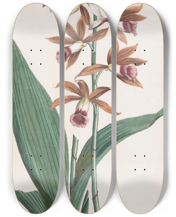 Triptych art skateboard deck of Hendrik Schwegman Moerasorchidee by Hendrik Schwegman (1761-1816)