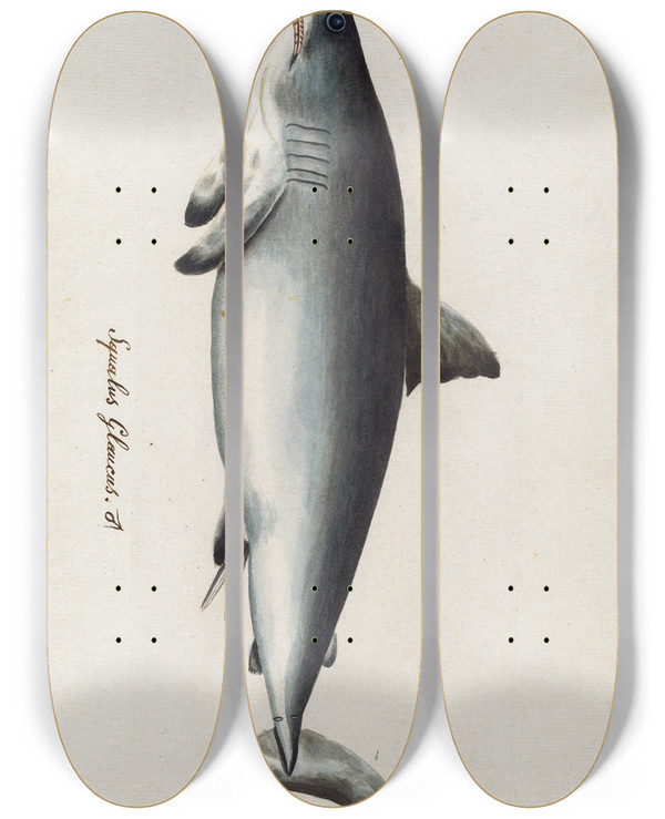 Triptych art skateboard deck of Peder Ascanius Icones Rerum Naturalium Ou Figures Enlumines Dhistoire Naturelle Du Nord Pl31 by Peder Ascanius (1723-1803)