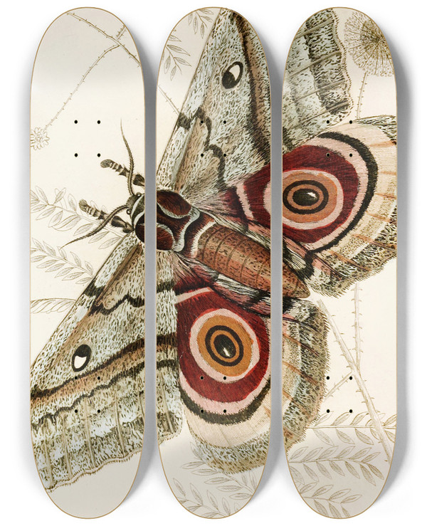 Triptych art skateboard deck of James Duncan Saturnia Isis by James Duncan (1806-1881)