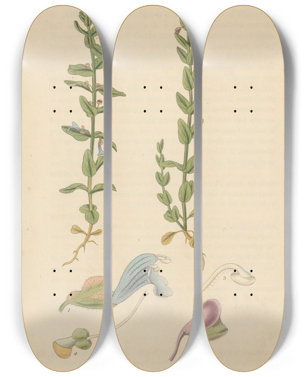Triptych art skateboard deck of William Jackson Hooker Scutellaria Parvula by William Jackson Hooker (1785-1865)