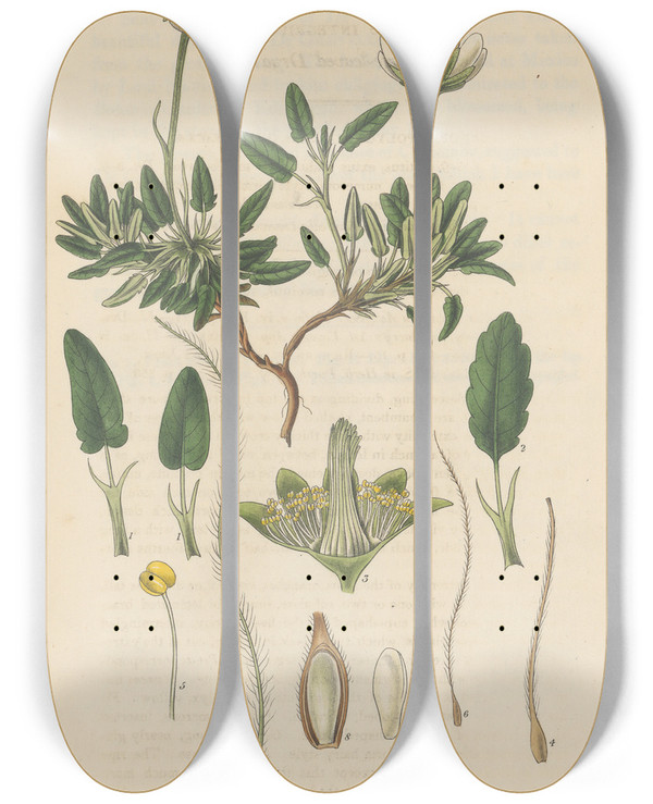 Triptych art skateboard deck of William Jackson Hooker Dryas Integrifolia by William Jackson Hooker (1785-1865)