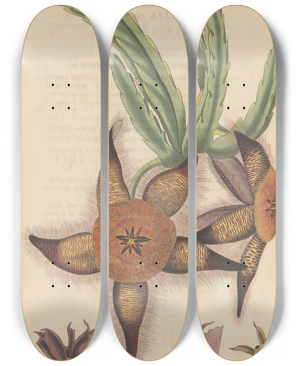 Triptych art skateboard deck of William Jackson Hooker Stapelia Hirsuta by William Jackson Hooker (1785-1865)