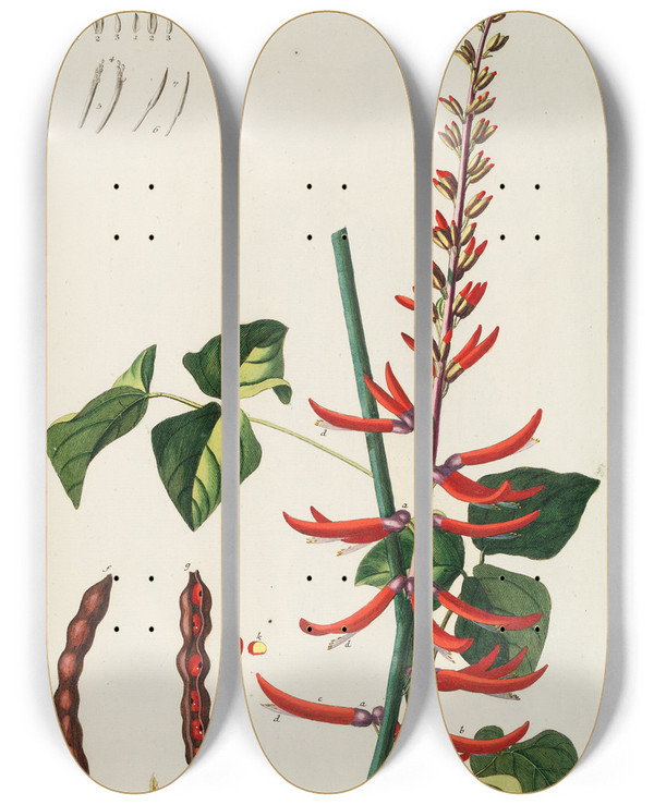 Triptych art skateboard deck of Georg Dionysius Ehret Corallodendron Ii by Georg Dionysius Ehret (1708-1770)