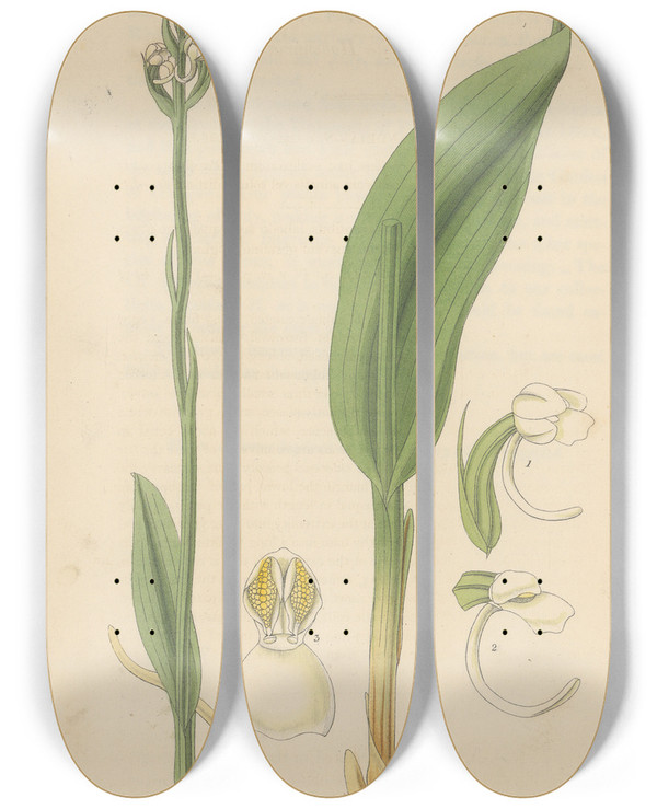 Triptych art skateboard deck of William Jackson Hooker Habenaria Tridentata by William Jackson Hooker (1785-1865)