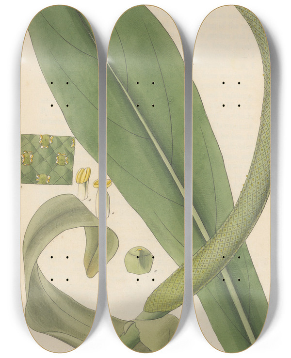 Triptych art skateboard deck of William Jackson Hooker Pothos Acaulis by William Jackson Hooker (1785-1865)