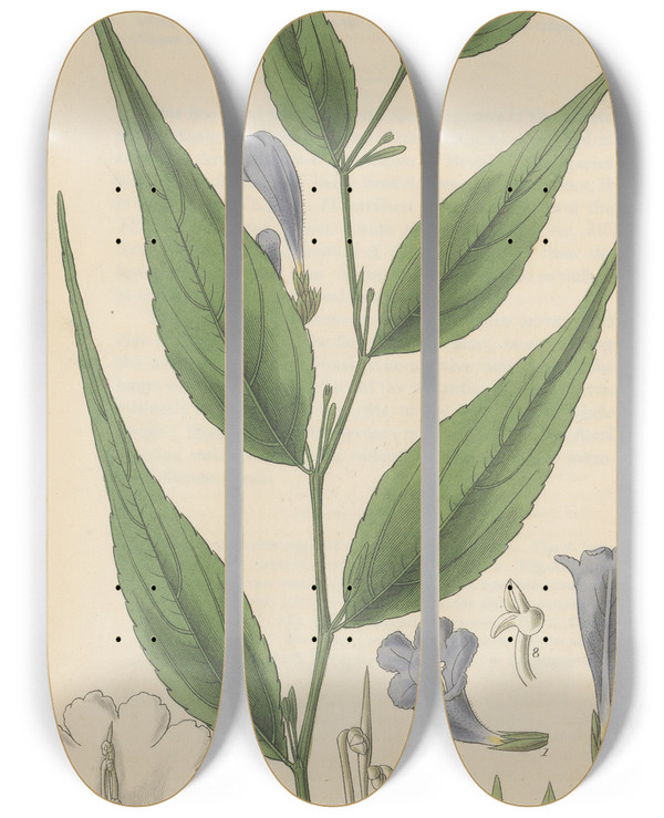 Triptych art skateboard deck of William Jackson Hooker Ruellia Anisophylla by William Jackson Hooker (1785-1865)