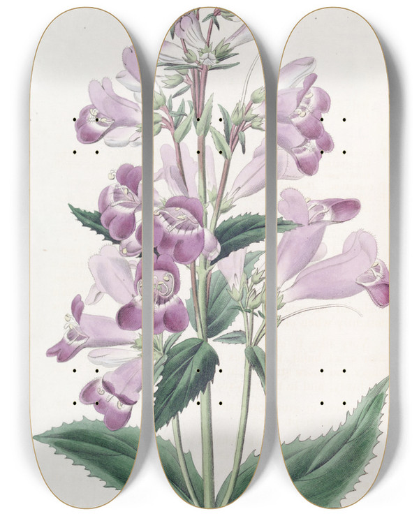 Triptych art skateboard deck of Sydenham Edwards Pretty Pentstemon by Sydenham Edwards (1768-1819)