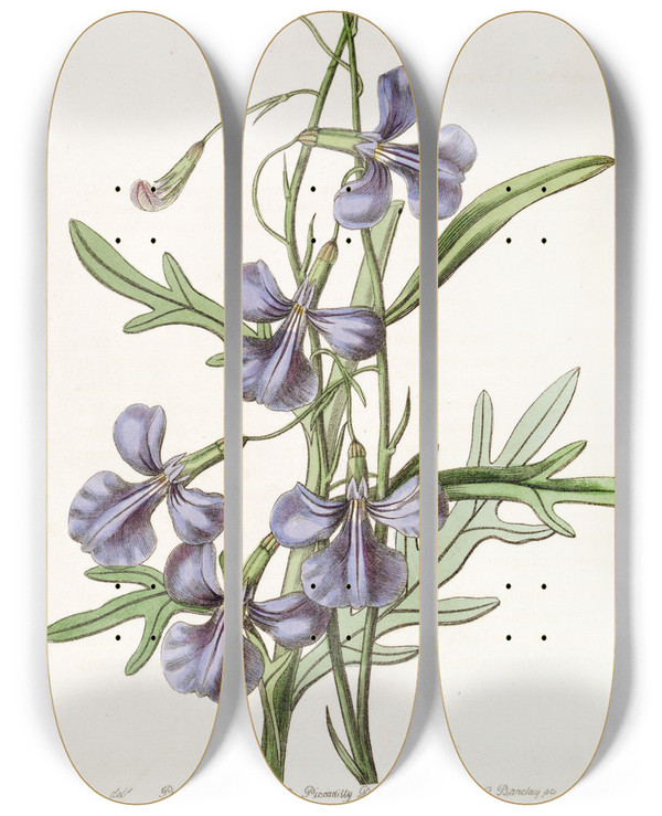 Triptych art skateboard deck of Sydenham Edwards Variousleaved Lobelia by Sydenham Edwards (1768-1819)