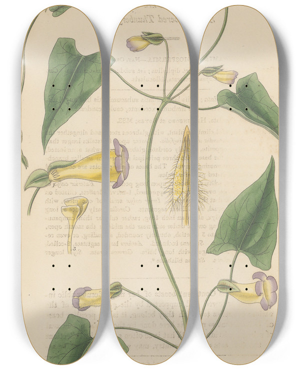 Triptych art skateboard deck of William Jackson Hooker Thunbergia Angulata by William Jackson Hooker (1785-1865)
