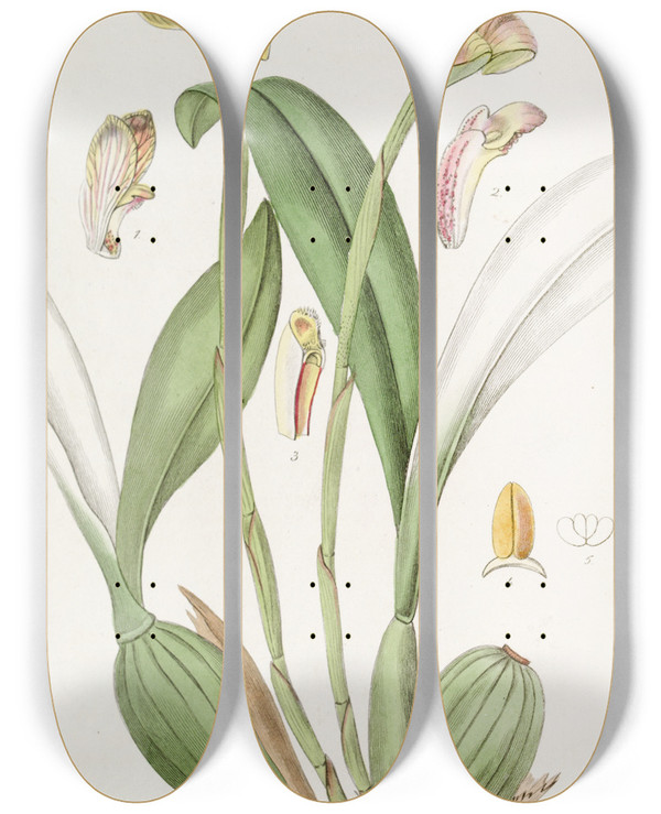 Triptych art skateboard deck of Sydenham Edwards Bluntpetalled Trigonidium by Sydenham Edwards (1768-1819)