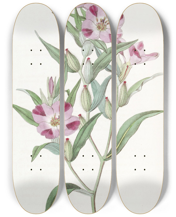 Triptych art skateboard deck of Sydenham Edwards Smart Godetia by Sydenham Edwards (1768-1819)