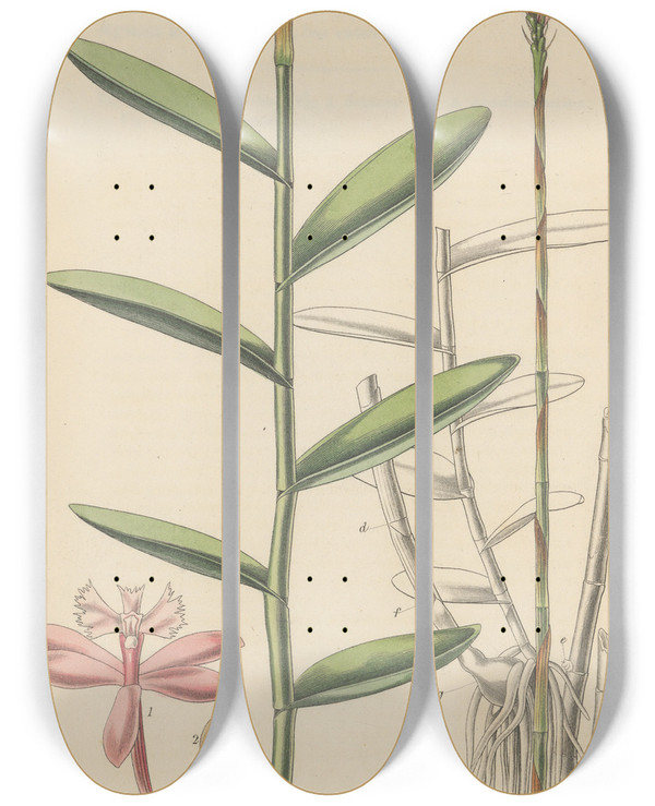 Triptych art skateboard deck of William Jackson Hooker Epidendrum Ellipticum by William Jackson Hooker (1785-1865)