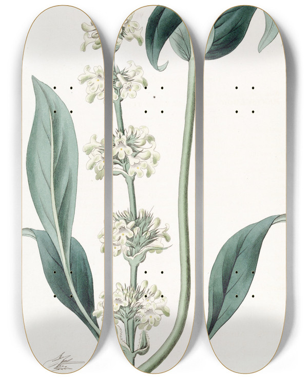 Triptych art skateboard deck of Sydenham Edwards Clusteredflowered Pentstemon by Sydenham Edwards (1768-1819)