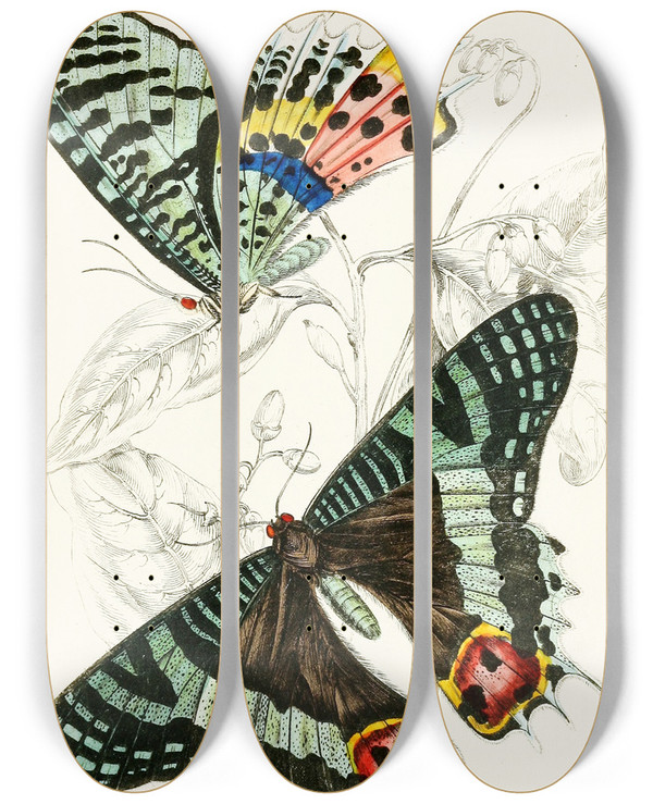 Triptych art skateboard deck of James Duncan Thaliura Rhipheus by James Duncan (1806-1881)