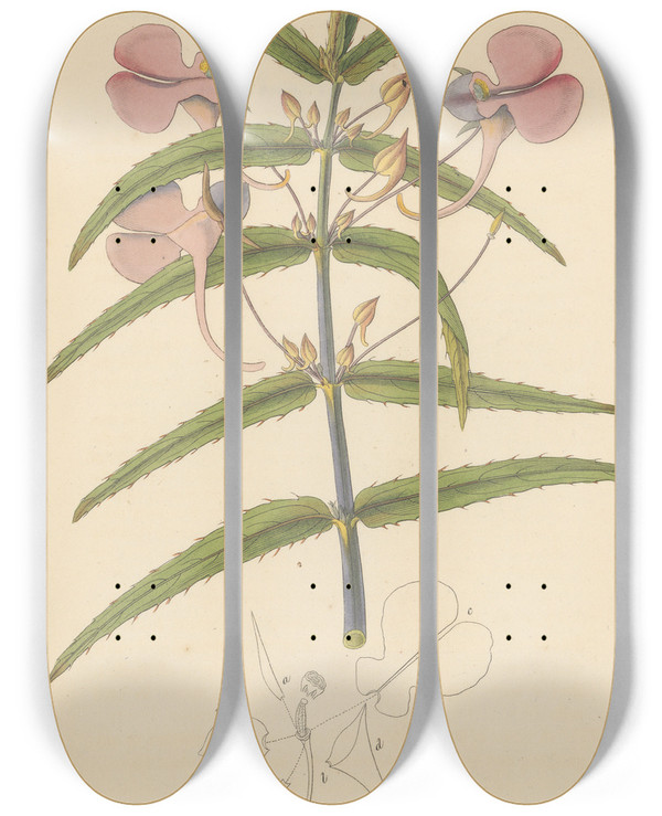 Triptych art skateboard deck of William Jackson Hooker Balsamina Setacea by William Jackson Hooker (1785-1865)
