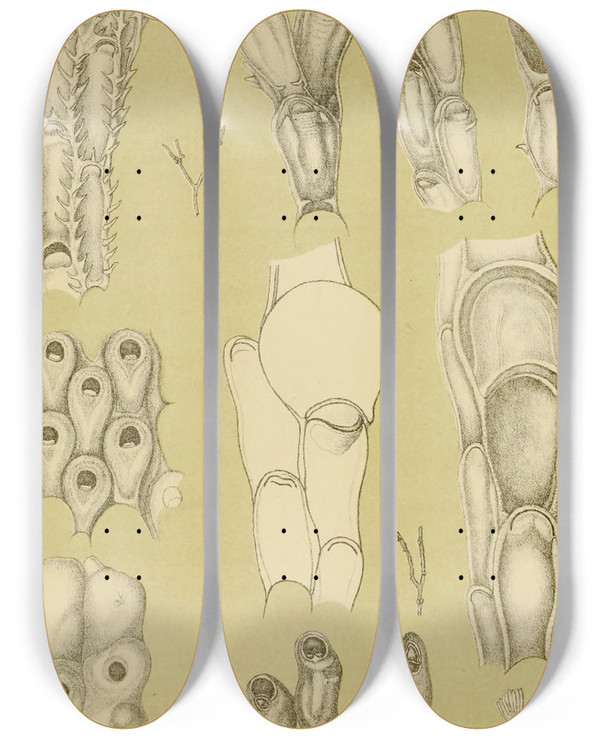 Triptych art skateboard deck of Frederick Mccoy Polyzoa Iii by Frederick Mccoy (1817-1899)